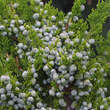 Juniperus chinensis 'Kaizuka': Bild 2/4