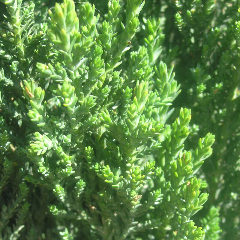 Zwerg-Sulenzypresse - Chamaecyparis lawsoniana 'Ellwood's Pillar' - grn