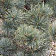 Pinus pumila 'Jeddeloh': Bild 2/2