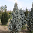 Picea pungens 'Iseli Fastigiate': Bild 2/3