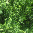 Chamaecyparis laws. 'Green Globe': Bild 2/4