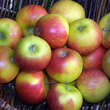 Malus domestica 'Elstar': Bild 1/3