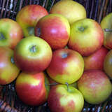 Malus domestica 'Elstar' - Herbstapfel