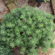 Pinus mugo 'Humpy': Bild 2/2