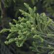 Cryptomeria japonica 'Rasen': Bild 2/3