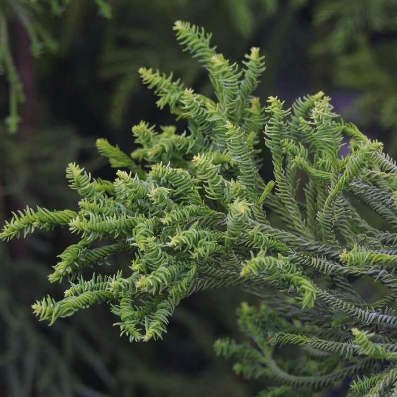 Spiralen Sicheltanne Cryptomeria Japonica Rasen