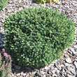 Picea glauca 'Echiniformis': Bild 3/4