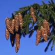 Picea orientalis: Bild 5/10