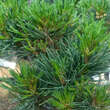 Pinus peuce 'Arnold Dwarf': Bild 2/3