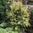 Chamaecyparis obtusa 'Lucas': Bild 2/3