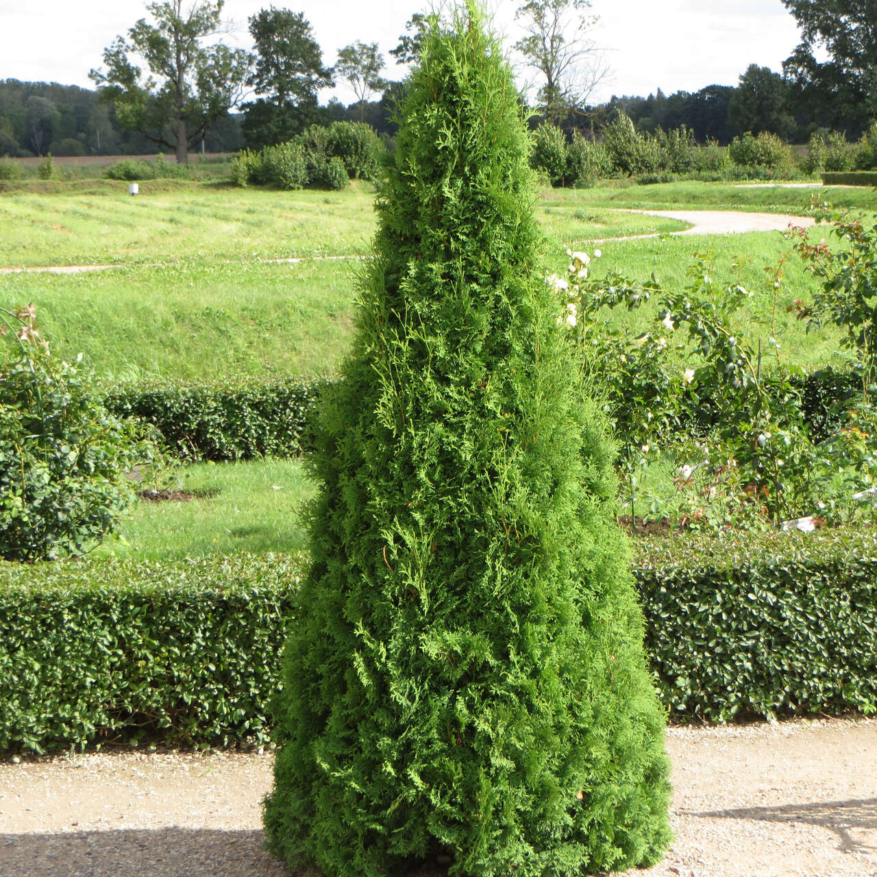SmaragdSäulenthuje Thuja occidentalis 'Smaragd' grün