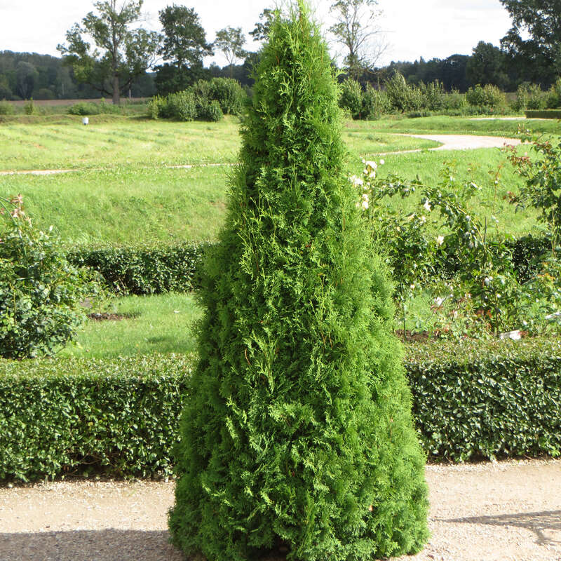 Smaragd-Säulenthuje - Thuja occidentalis 'Smaragd'