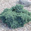 Juniperus squamata 'Blue Star': Bild 2/2