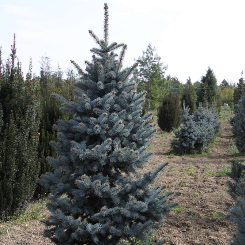 Blaufichte Picea pungens 'Oldenburg'