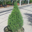 Picea glauca 'Laurin': Bild 2/2