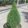 Picea glauca 'Laurin': Bild 2/2