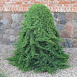 Juniperus procumbens 'Nana': Bild 3/4