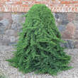 Juniperus procumbens 'Nana': Bild 3/4