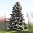 Picea pungens 'Koster': Bild 2/2