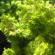Chamaecyparis obtusa 'Nana Lutea': Bild 2/5