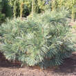 Pinus flexilis 'Kamon': Bild 3/3
