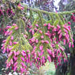 Picea orientalis: Bild 2/10