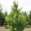 Ginkgo biloba 'Tit': Bild 4/5