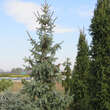 Picea engelmannii 'Glauca': Bild 3/4