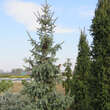 Picea engelmannii 'Glauca': Bild 3/4