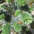 Picea sitchensis 'Silberzwerg': Bild 3/4