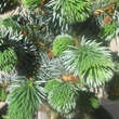 Picea sitchensis 'Silberzwerg': Bild 2/4