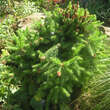 Picea abies 'Pusch': Bild 3/4