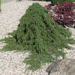 Juniperus chinensis 'Plumosa Aurea': Bild 3/3