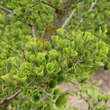 Ginkgo biloba 'Tubifolia': Bild 3/3