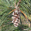 Pinus flexilis 'Kamon': Bild 2/3