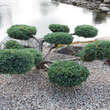 Juniperus procumbens: Bild 3/3