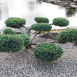 Juniperus procumbens: Bild 3/3