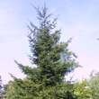 Picea orientalis: Bild 11/11