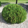 Thuja occidentalis 'Danica': Bild 3/3
