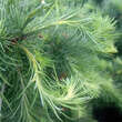 Larix kaempferi 'Little Boggle': Bild 2/3