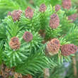 Picea abies 'Pusch': Bild 2/4