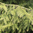 Picea orientalis: Bild 4/11