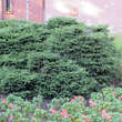 Picea abies 'Nidiformis': Bild 5/6