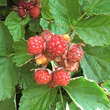 Rubus idaeus 'Dormans Red': Bild 2/4