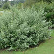 Elaeagnus umbellata: Bild 2/2