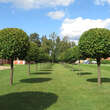 Tilia platyphyllos: Bild 6/7