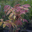 Toona sinensis 'Flamingo': Bild 5/7