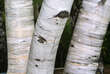 Betula ermanii: Bild 3/4