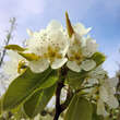 Pyrus communis 'Präsident Drouard': Bild 2/3