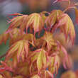 Acer palmatum 'Katsura': Bild 4/9